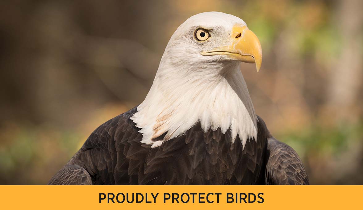 Bald Eagle.