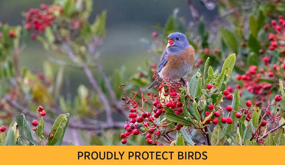 Western Bluebird.