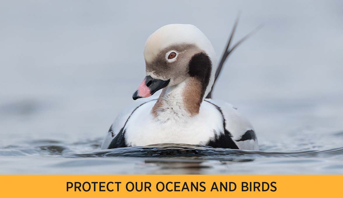 PROTECT OUR OCEANS AND BIRDS
