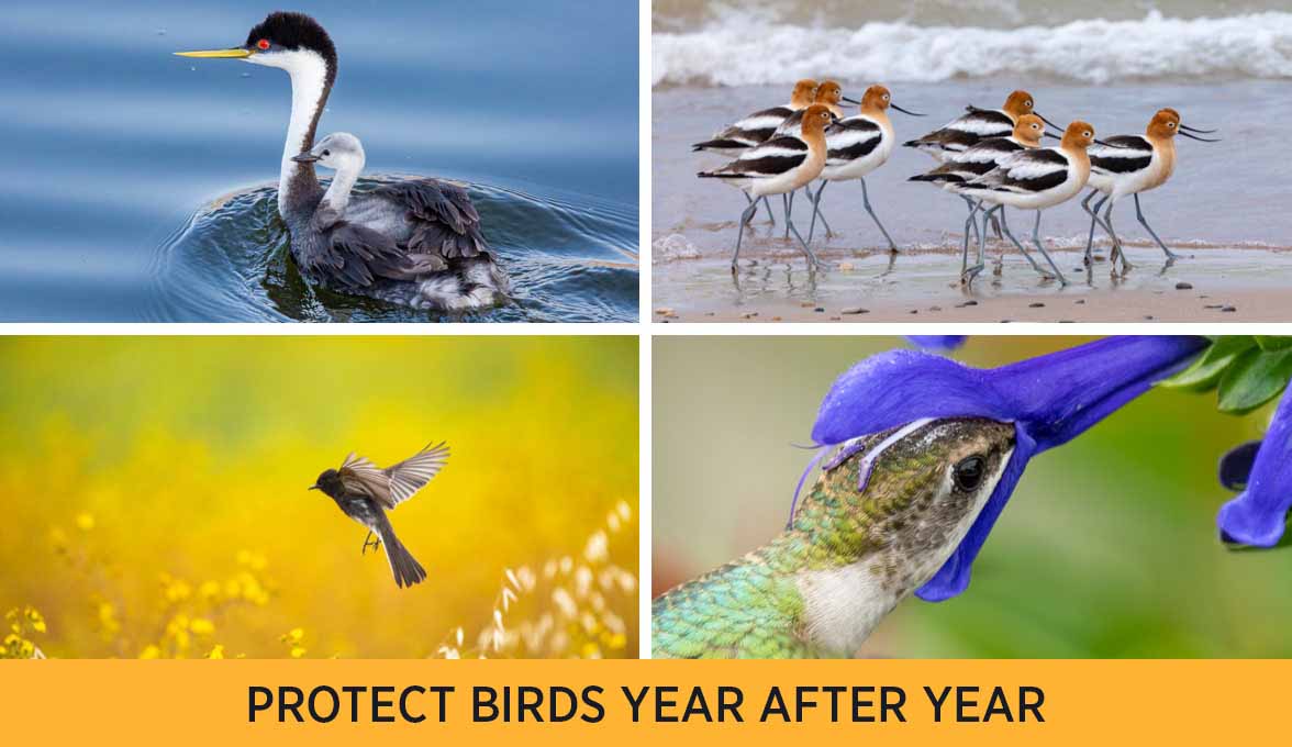 PROTECT BIRDS YEAR AFTER YEAR