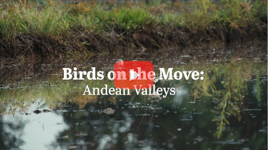 Two birds wade through water.