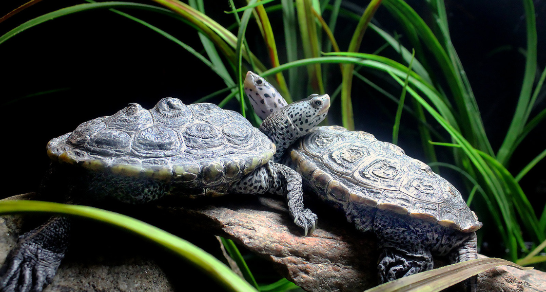 Two diamondback terrapins stand together with their necks entwined