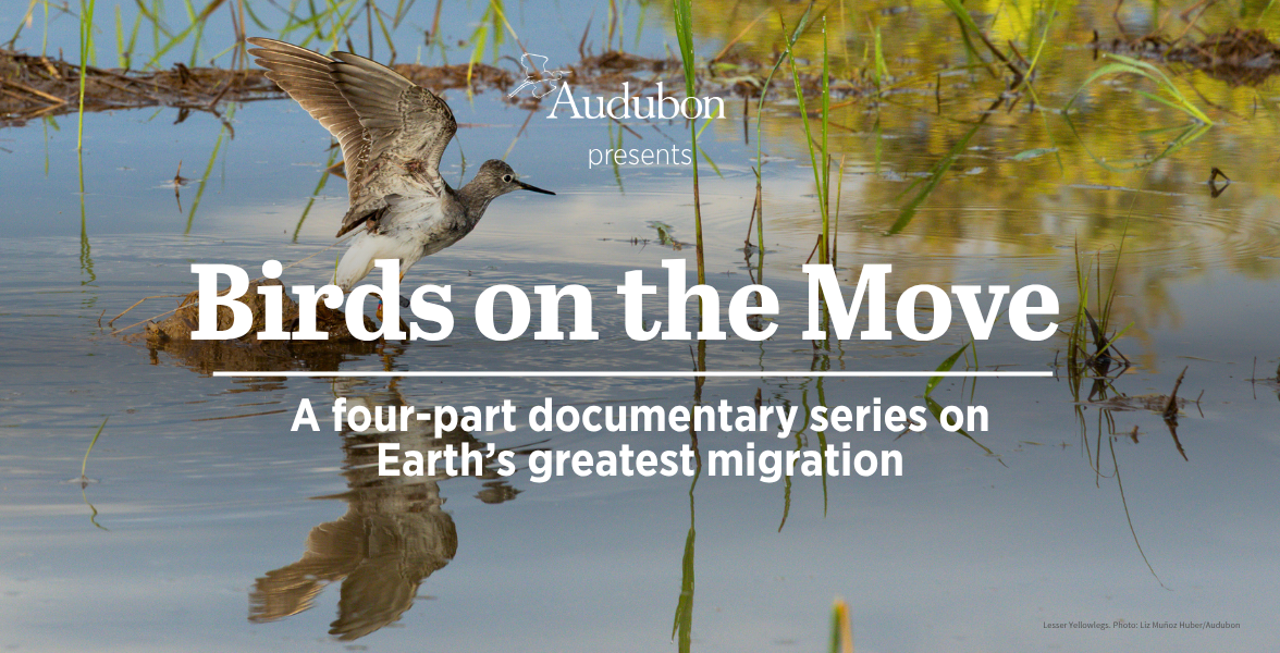 A Lesser Yellowlegs stretches their wings after landing in water.
