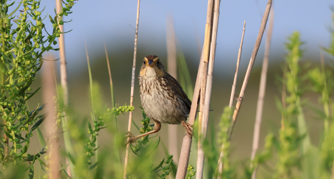 A Saltmarsh Sparrow perched on dry reeds.