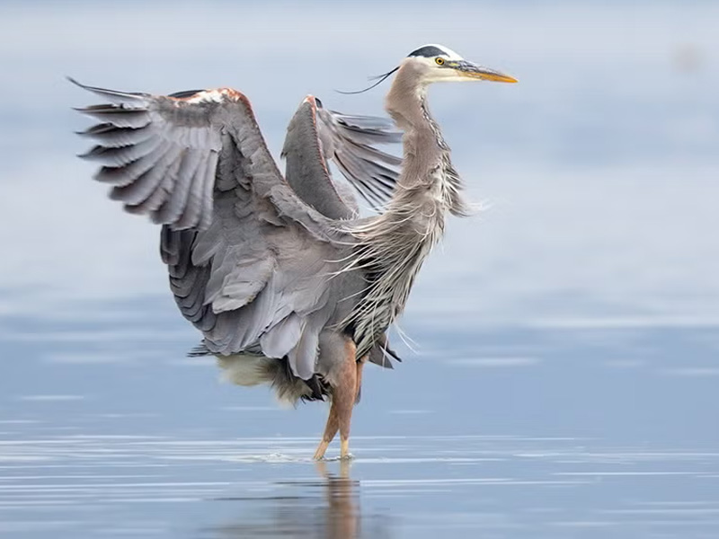 Photo of a Great Blue Heron standing in shallow water.