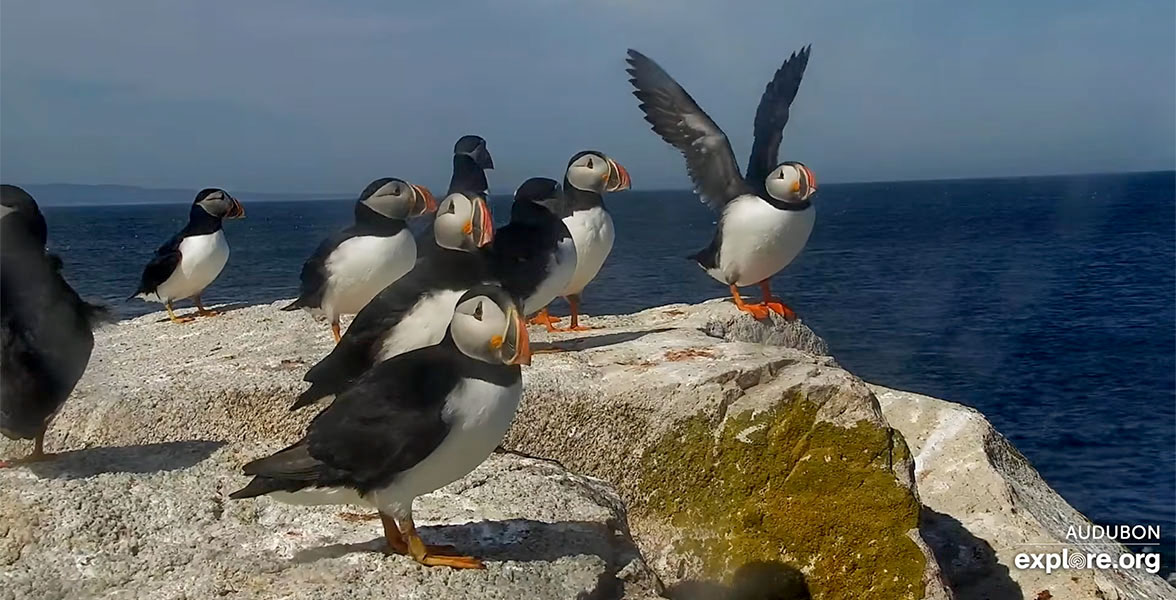 Nine Atlantic Puffins hang out on a rocky ledge overlooking deep blue water. One puffin stretches their wings.