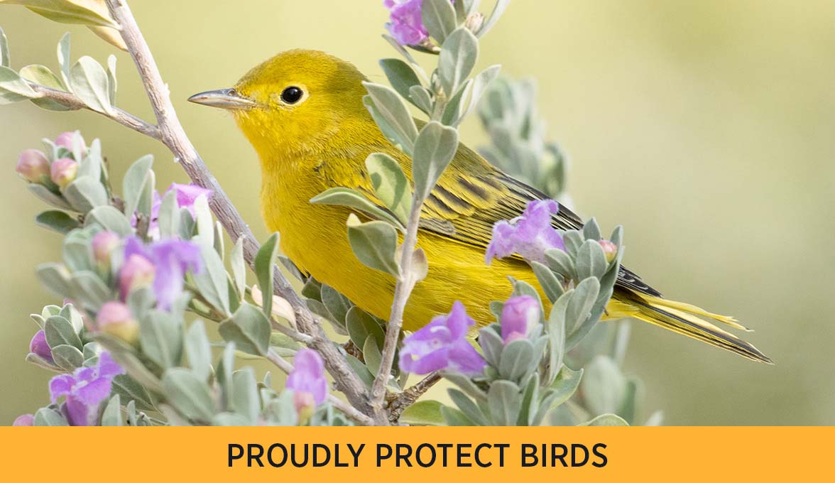 PROUDLY PROTECT BIRDS