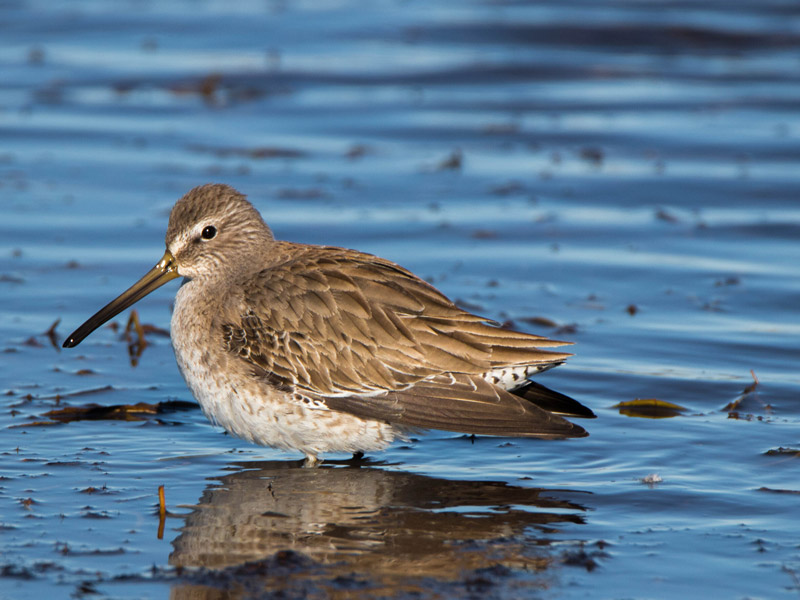 Photo of a Short-billed Dowitcher.