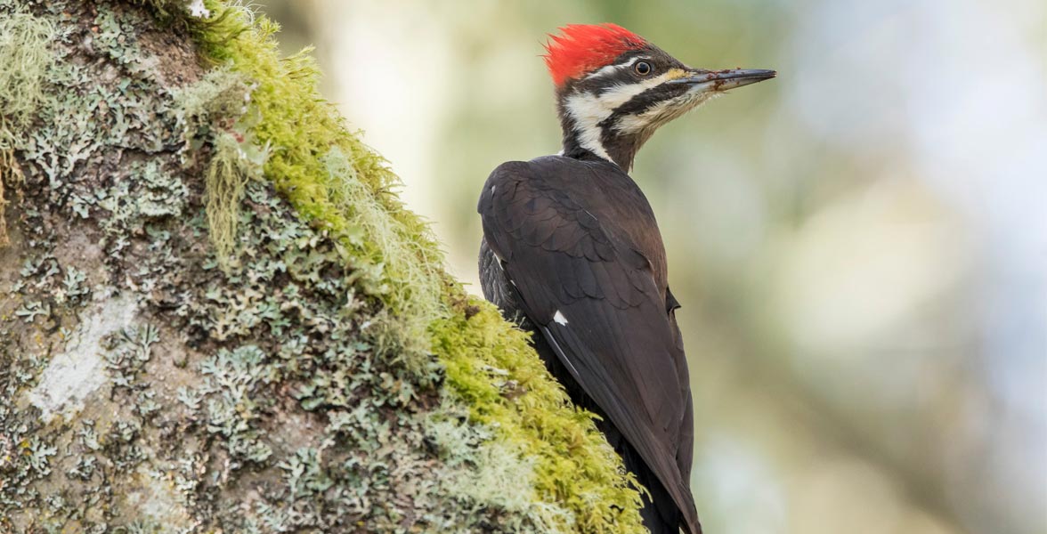 Photo of a Pileated Woodpecker on a mossy tree trunk.