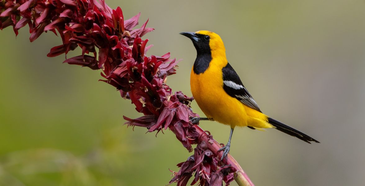Hooded Oriole. Photo: Donald Quintana/Audubon Photography Awards