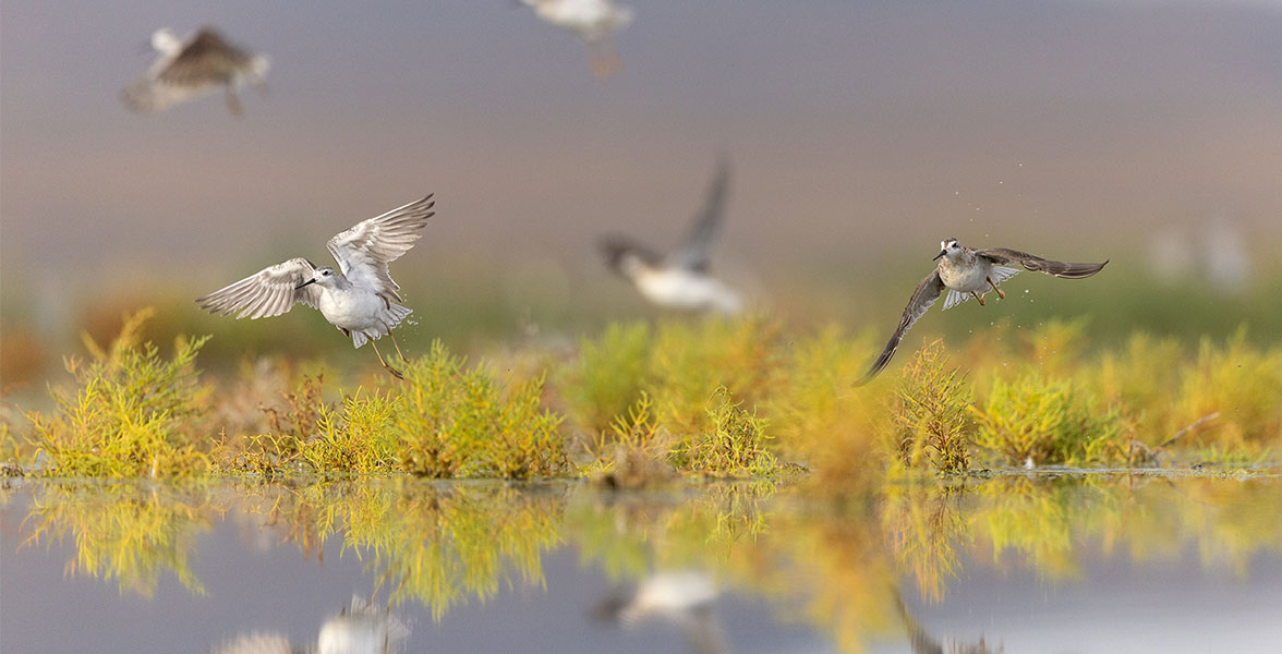 Many Wilson's Phalaropes fly over wetland.