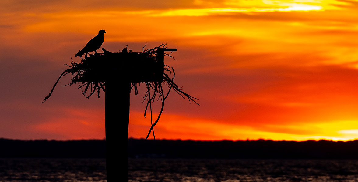 A silhouette of a bird perched on a huge nest on top of a pole in the foreground with a crimson and orange sunset in the background.