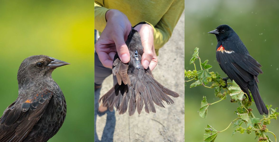Left to right: Female Tricolored Blackbird, Audubon California biologist placing a Motus tag on Tricolored Blackbird, Male Tricolored Blackbird. Photos 1 & 3: Joe Medley. Photo 2: Jodi Pinder/Audubon California. 