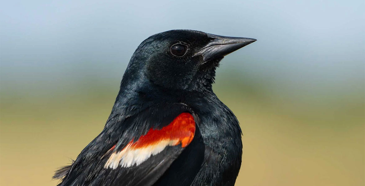 A Tricolored Blackbird's profile.