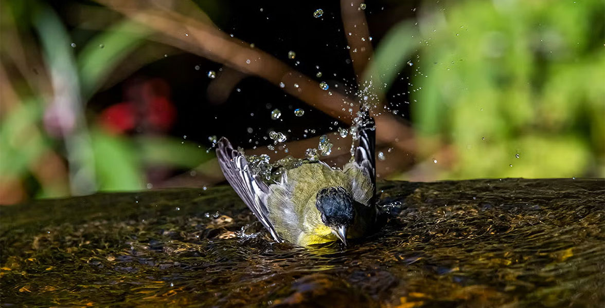 A Lesser Goldfinch takes a dip in a body of water.