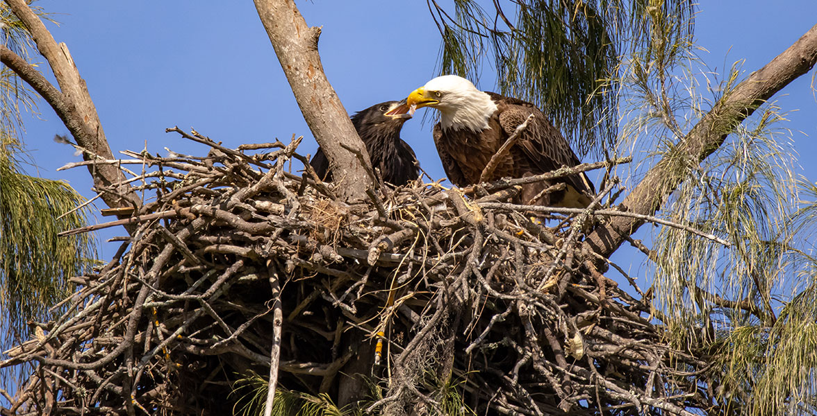 An adult Bald Eagle feeds a young Bald Eagle atop a nest.
