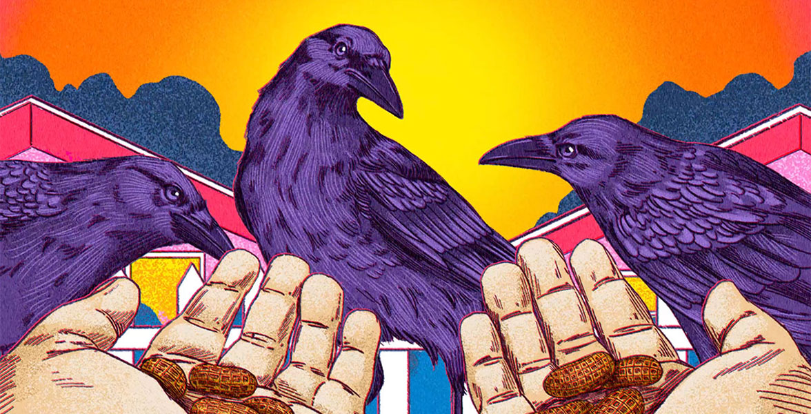 An illustration of hands offering peanuts to a murder of three crows.