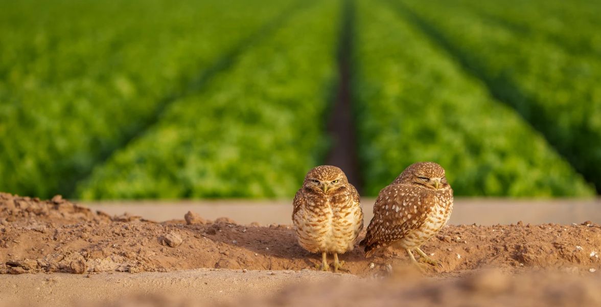 Burrowing Owls. Photo: Paulette Donnellon/Audubon Photography Awards.