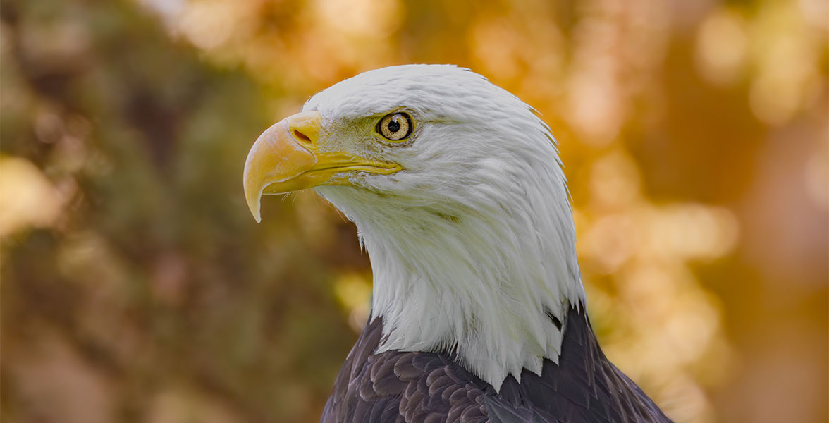 A Bald Eagle looks to the left side.
