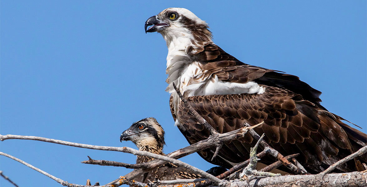 An Osprey and their young sit in their nest, looking to the left.