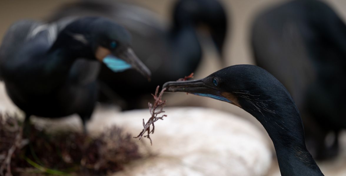 Brandt's Cormorants. Photo: Michelle Mackenzie.