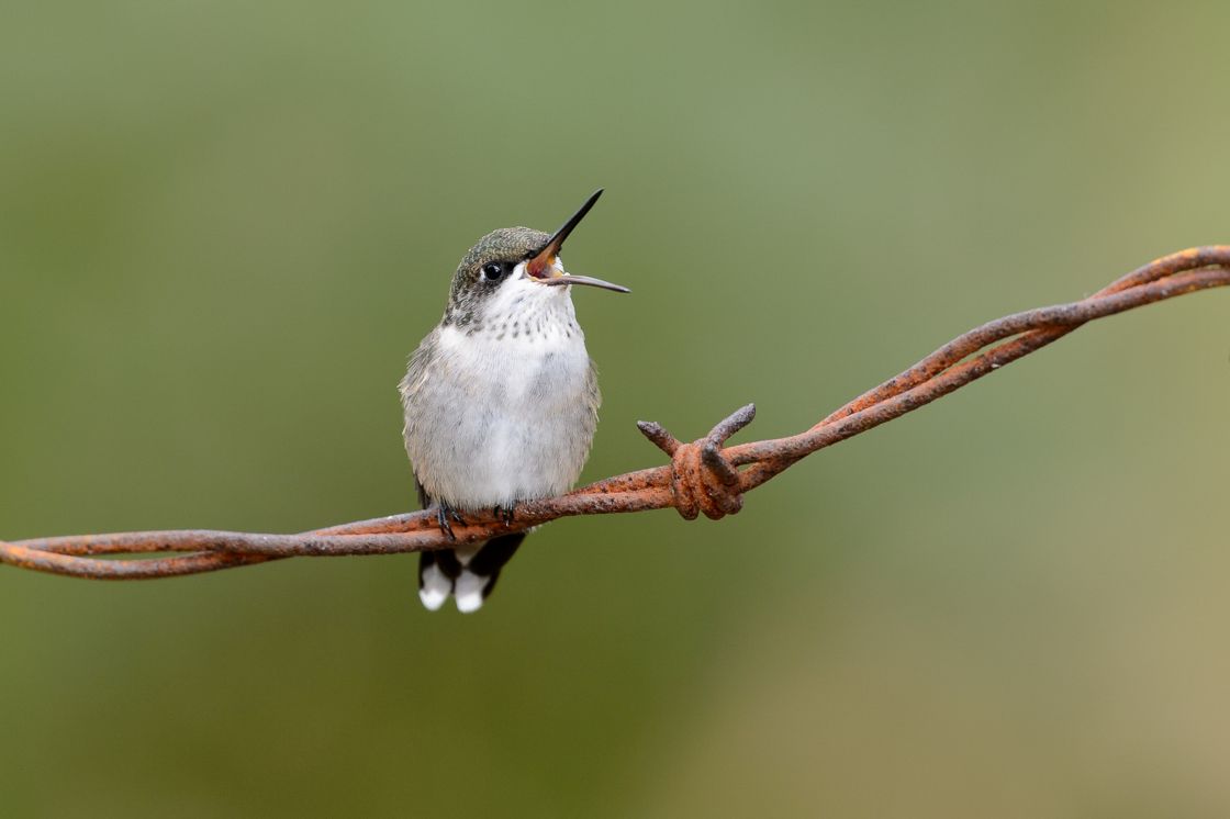 Ruby-throated Hummingbird