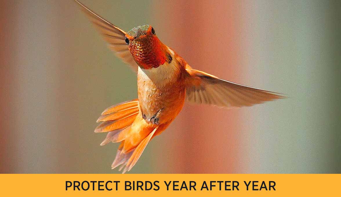 PROTECT BIRDS YEAR AFTER YEAR