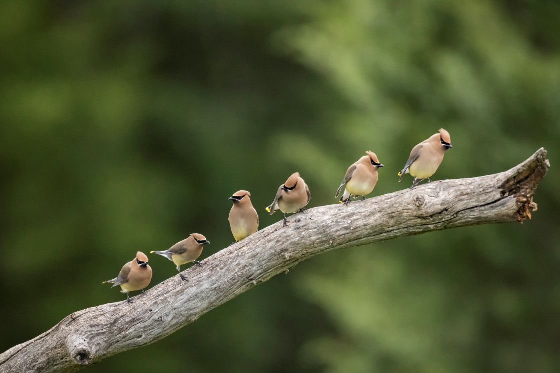 Cedar Waxwing