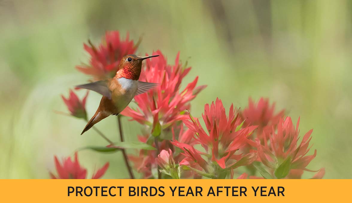 Rufous Hummingbird.