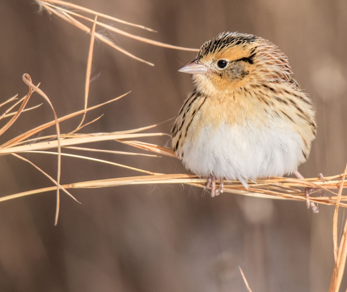 LaConte's Sparrow