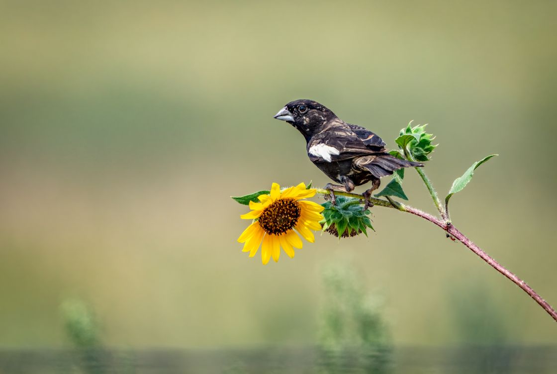 Lark Bunting