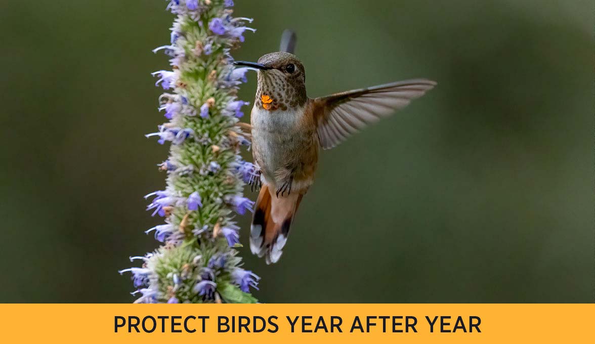 PROTECT BIRDS YEAR AFTER YEAR