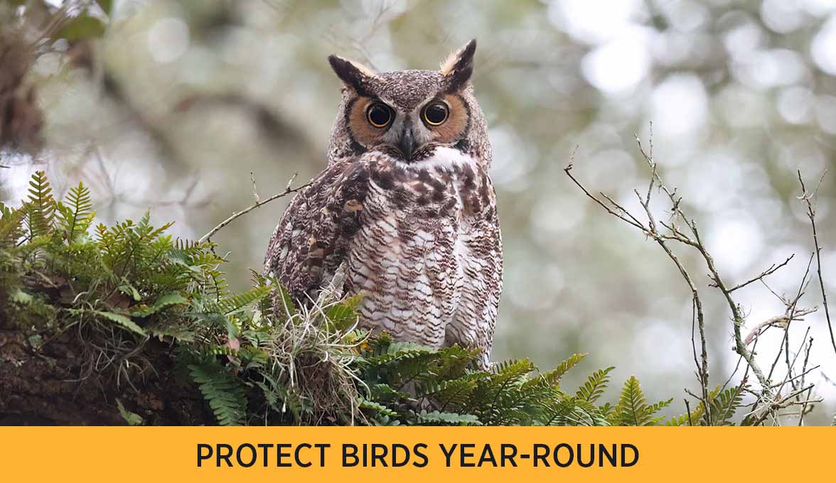 PROTECT BIRDS YEAR-ROUND