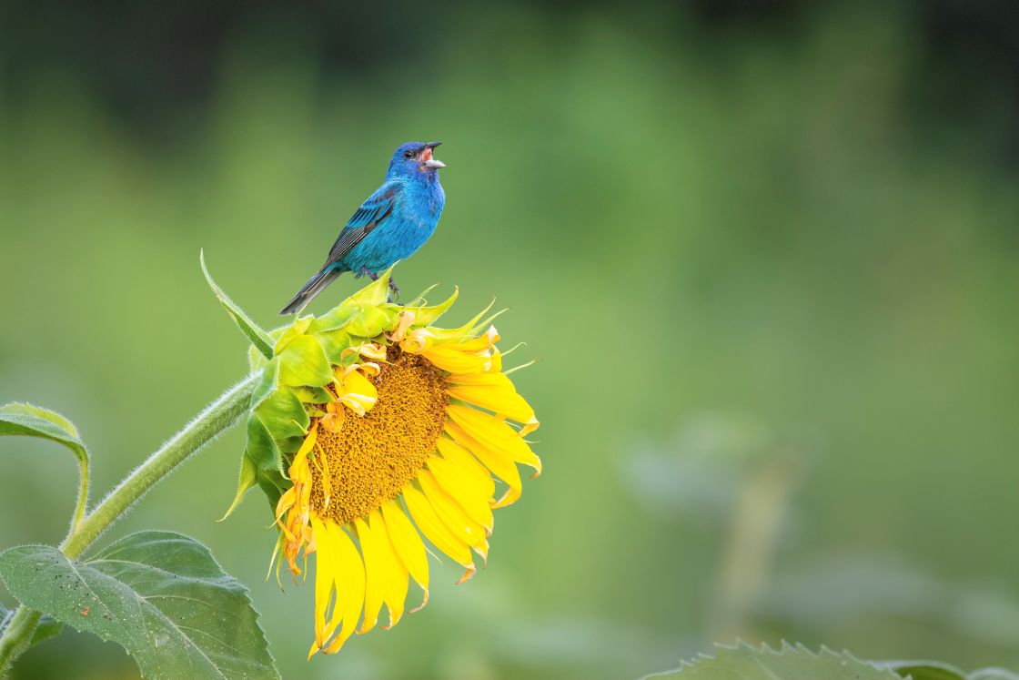 Indigo Bunting
