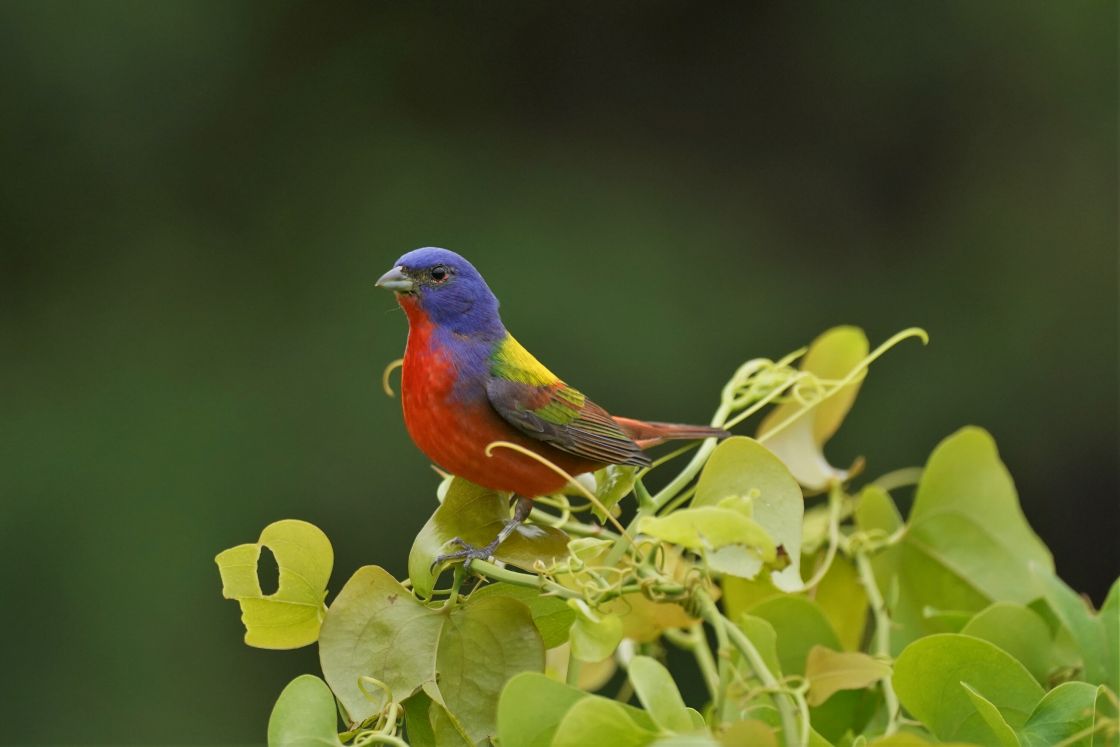 Painted Bunting