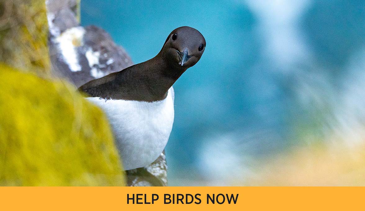 HELPS BIRDS NOW
