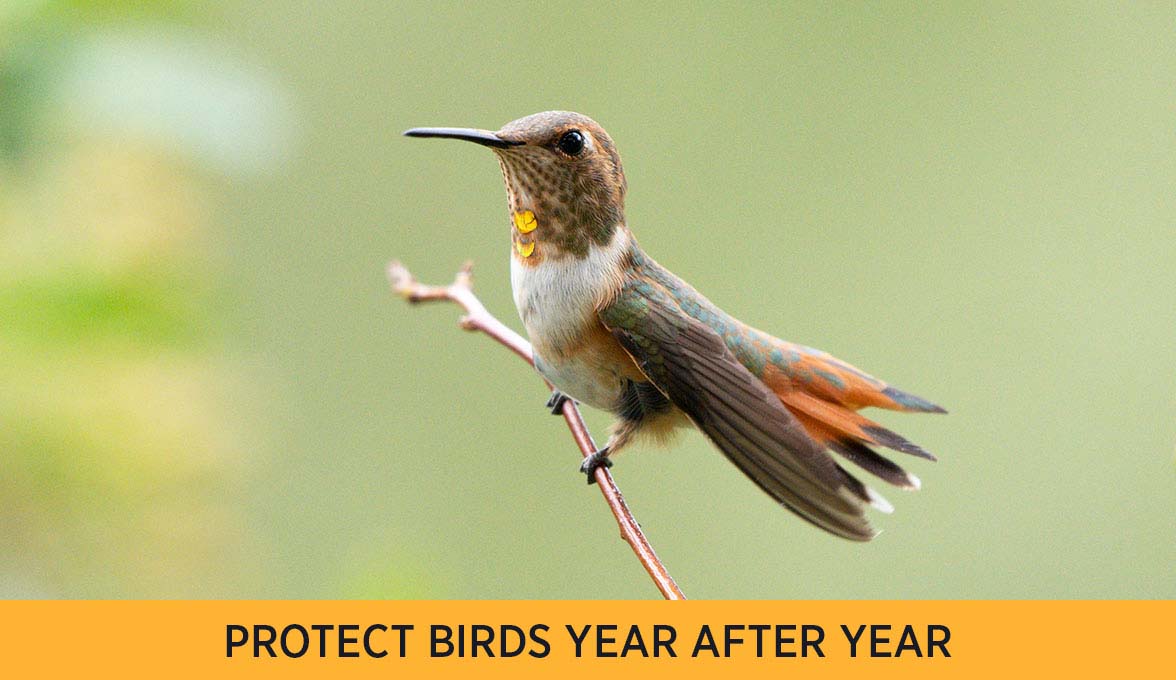 Rufous Hummingbird.