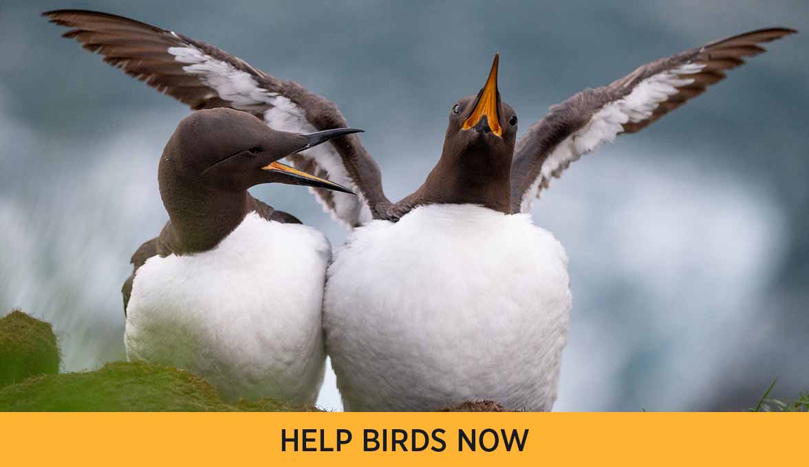 Common Murre.