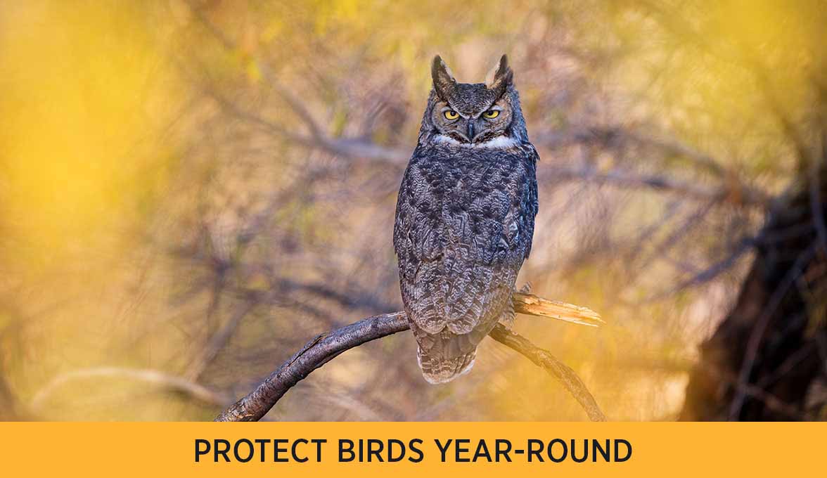 PROTECT BIRDS YEAR-ROUND 