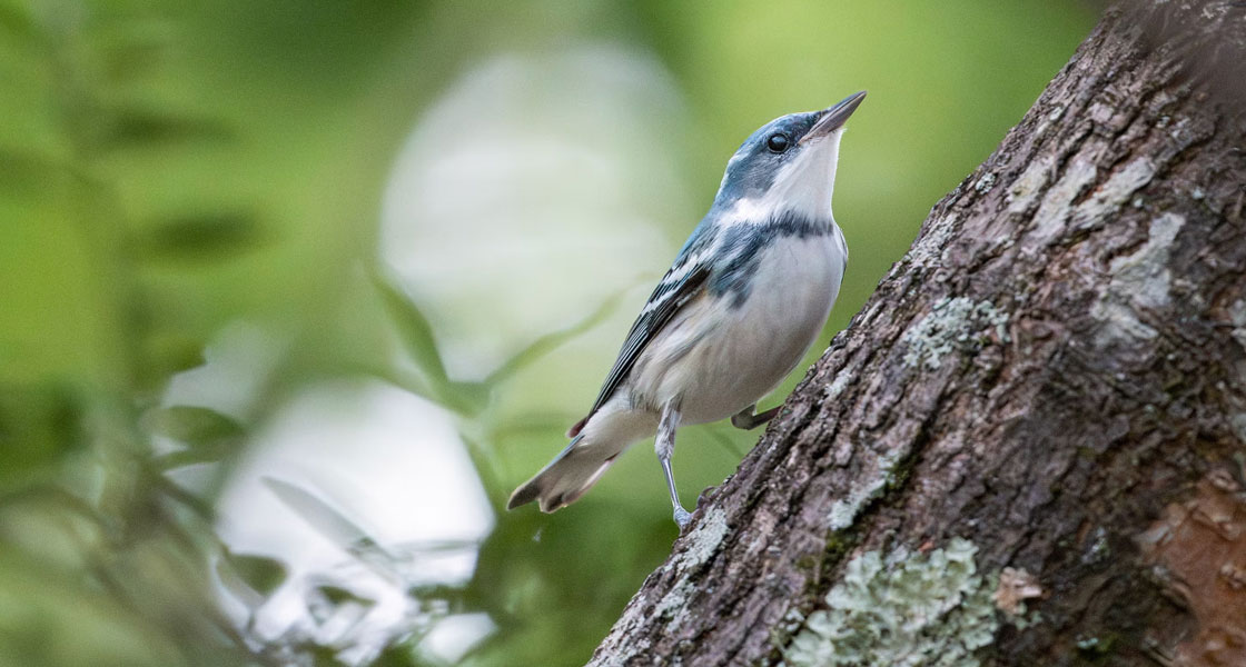 Photo of a Cerulean Warbler.