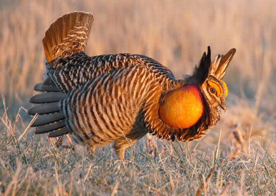Photo of a Greater Prairie-Chicken.
