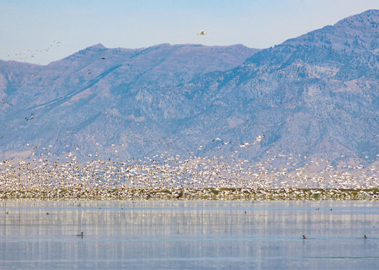 Photo of American White Pelicans at Great Salt Lake.