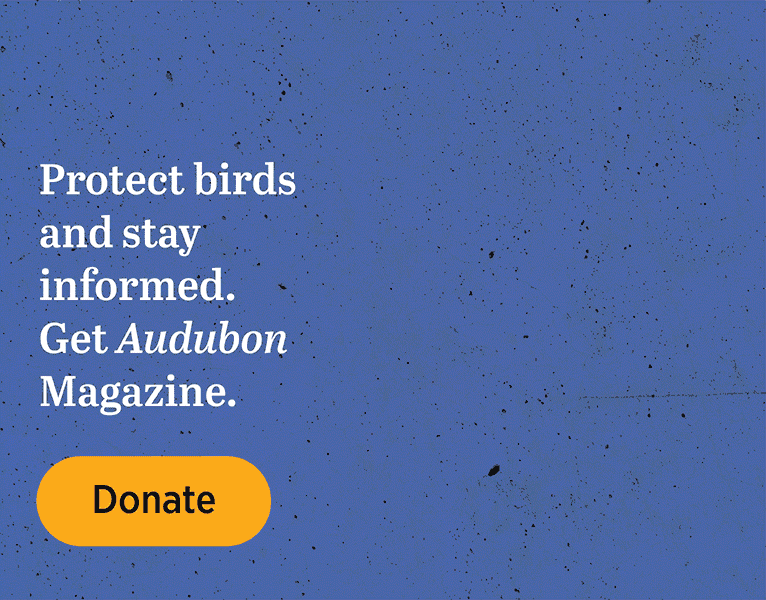 Protect birds and stay informed. Get Audubon Magazine. [Donate]