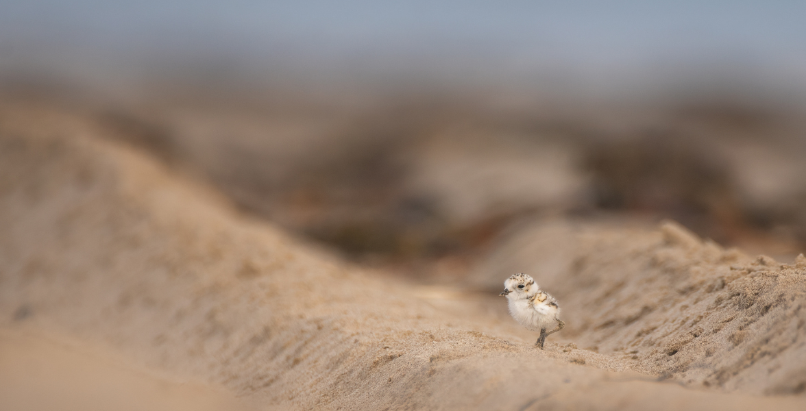 Snowy Plover chick walking atop a tire track in the sand. 