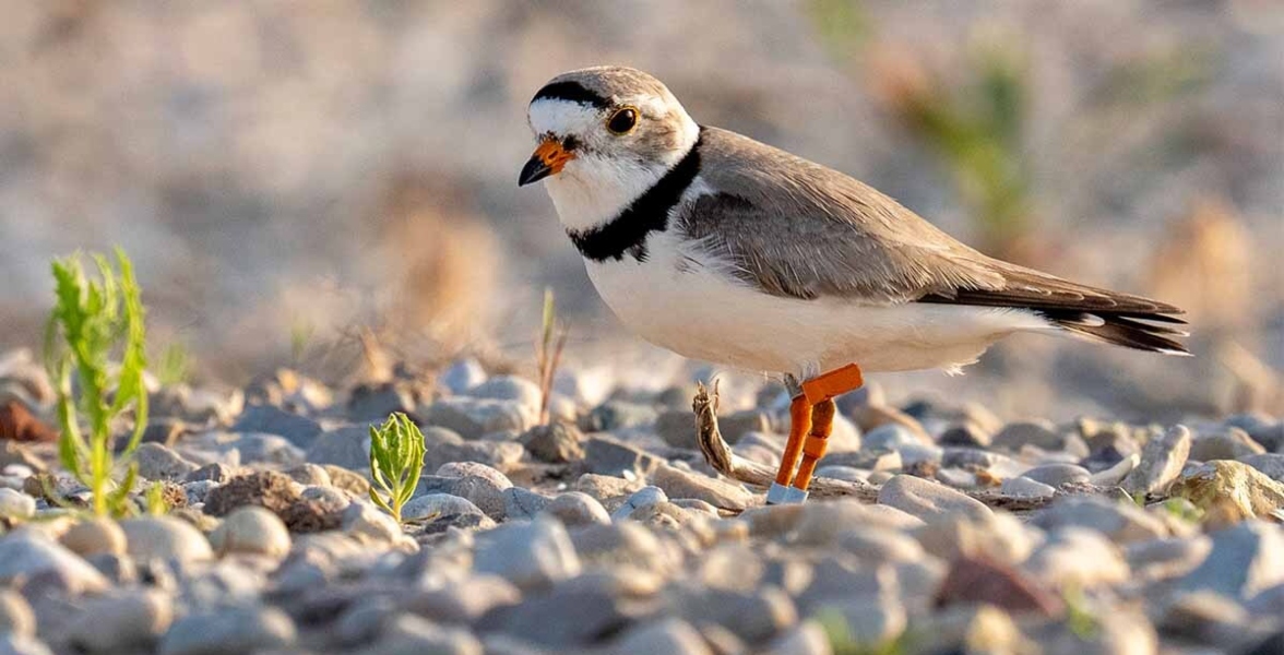 A Piping Plover stands on a rocky beach.
