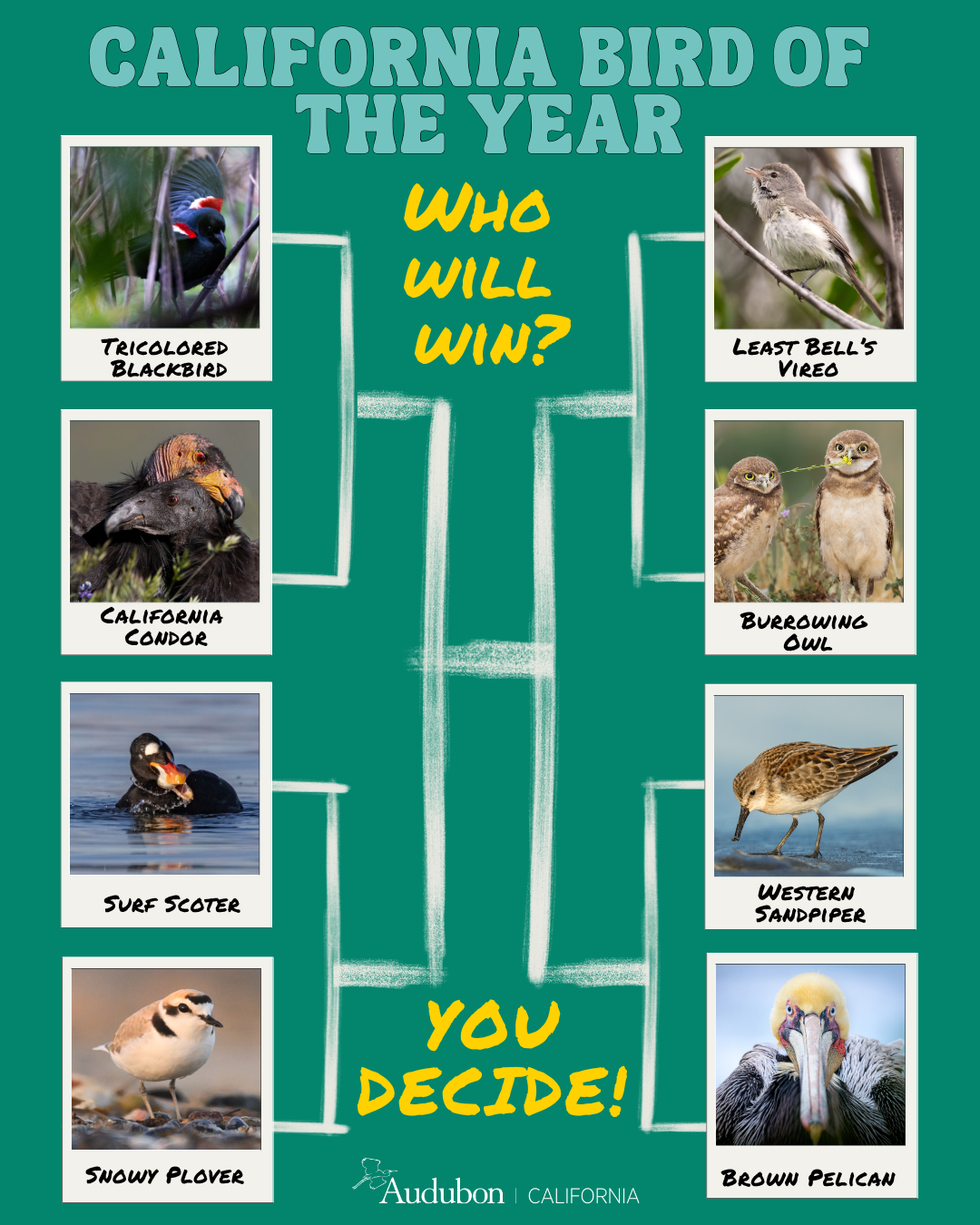 California Bird of the Year tournament graphic on a teal background. Eight bird photos are arranged in two columns around a white, hand-drawn bracket: Tricolored Blackbird, California Condor, Surf Scoter, and Western Snowy Plover on the left; Least Bell’s Vireo, Burrowing Owl, Western Sandpiper, and California Brown Pelican on the right. Yellow text reads, “Who will win?” and “You decide!” Audubon California logo at the bottom.