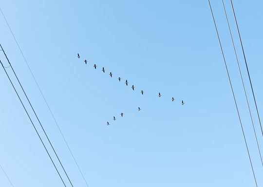 Photo of Canada Geese flying in a V formation above transmission lines.