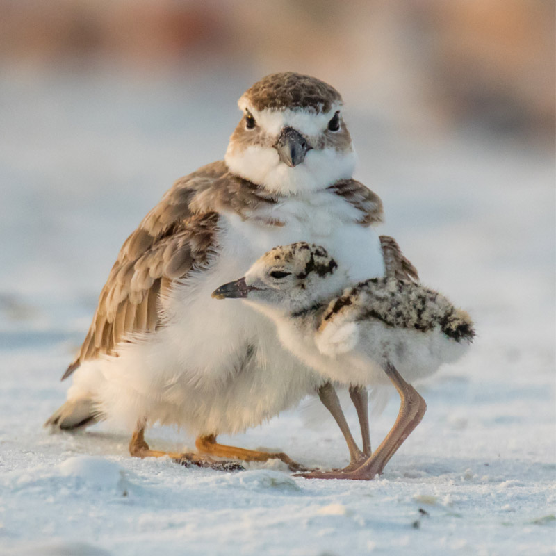 Photo of a Wilson's Plover adult and chick.