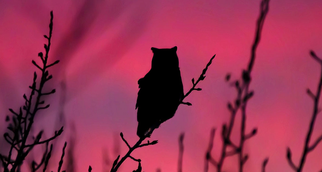 The silhouette of a bird perched on a tree branch.