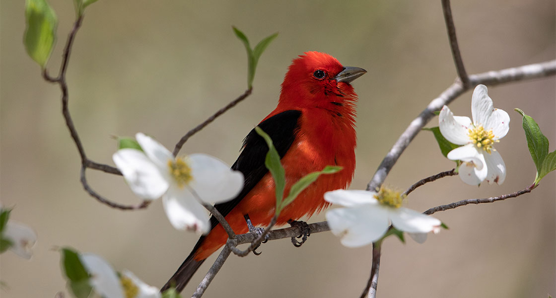 A Scarlet Tanager perches on a flowering tree branch.